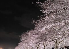 関西最大級✨おの桜づつみ回廊🌸逆さ桜・桜トンネル・デートにおすすめ