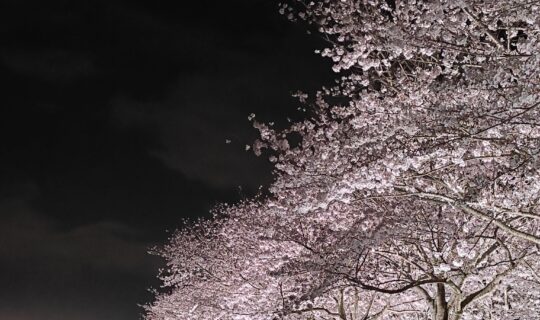関西最大級✨おの桜づつみ回廊🌸逆さ桜・桜トンネル・デートにお…